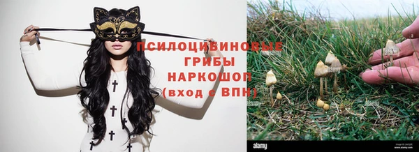 стаф Корсаков